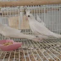 البینو جفت مولد با 3عد جوجه