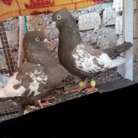 جفت سینه قهوه ای