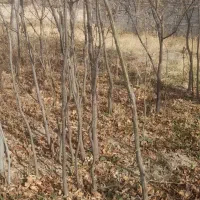 نهال گردو بادام وانواع سنجد حاج حسین، قزل ،دروار|گل و گیاه طبیعی|خسروشاه, |دیوار