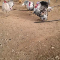 بوقلمون محلی|حیوانات مزرعه|بوکان, |دیوار