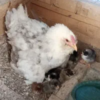 مرغ گلین با 15تا جوجه نژاد امروکو خروس گلین