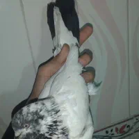 کبوتر|پرنده|کوهدشت, |دیوار