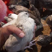 بلدرچین زنده‌.نر.ماده.تخمگذار.گوشت بلدرچین|حیوانات مزرعه|اصفهان, کارلادان|دیوار