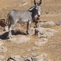 دو عدد الاغ جوان باری درهشهر