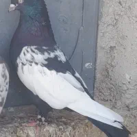 کبوتر سینه سیا