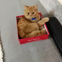 گربه پرشین|گربه|مشهد, منزل آباد|دیوار