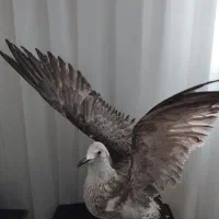 مرغ دریایی|مجسمه، تندیس، ماکت|ملایر, |دیوار