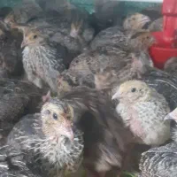 جوجه بلدرچین ۱۵ روزه