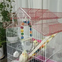 عروس هلندی ناز|پرنده|قدس, شهر‌قدس|دیوار