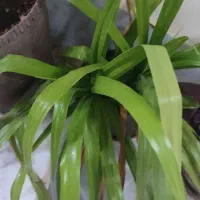 گل و‌گیاه|گل و گیاه طبیعی|کاشمر, |دیوار