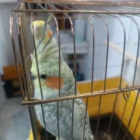 یک جفت عروس سخنگو ، مولد ، زیبا