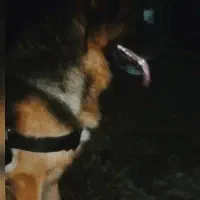 واگذاری ژرمن شپرد