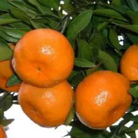 خریدار نارنگی