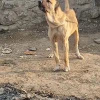 فروش سگ سرابی اصیل برای توله کشی