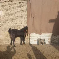 نر بز گامبوری اصل