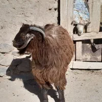 بزغاله فروشی