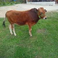 گوساله نر|حیوانات مزرعه|شاندرمن, |دیوار