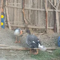 یک جفت غاز بالغ