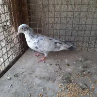 کبوتر سرور