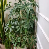 گل های زیبا و سرحال طبیعی