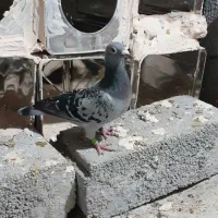 ماده|پرنده|مراغه, |دیوار
