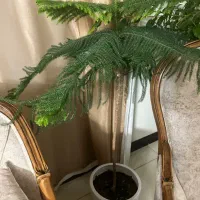 گل و گلخانه|گل و گیاه طبیعی|اصفهان, پروین|دیوار