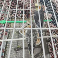 عروس هلندی خانگی