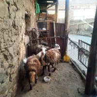 فروش ۳ عدد بره دوتانر ویک عدد ماده