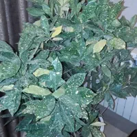 گل با گلدان سفید