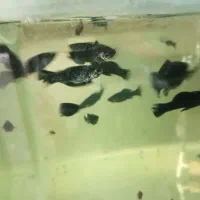 فروش ماهی کوی گوپی ۵۰٪ درصد تخفیف|ماهی|مشهد, نیروی هوایی|دیوار