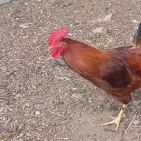 فروش مرغ و خروس|حیوانات مزرعه|جنت, |دیوار