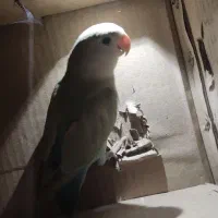 طوطی‌برزیلی