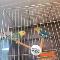 طوطی برزیلی پاربلو|پرنده|رباط‌کریم, رباط‌کریم|دیوار