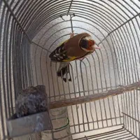 سهره سرسیاه دورگ|پرنده|شیراز, نصر|دیوار