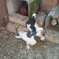 کبوتر طوقی|پرنده|اصفهان, ارزنان|دیوار