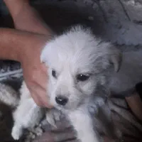 سگ پشمالو|سگ|آستانه اشرفیه, |دیوار