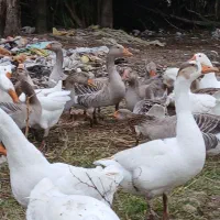 ۴۰ غاز سالم و گوشتی همراه با قو غاز|حیوانات مزرعه|رشت, جانبازان|دیوار