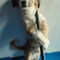 سگ شیتزو تریر|سگ|شاهدشهر, |دیوار