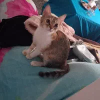 بچه گربه دوماهه واگذاری