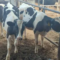 20راس گوساله نر 6ماهه هلشتاین وسیمینتال