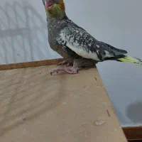 جوجه عروس هلندی