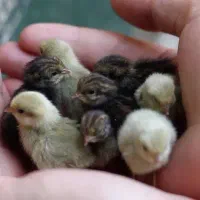 جوجه بلدرچین