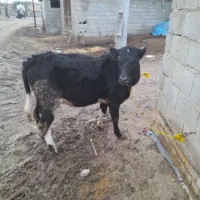 گاو گوساله ماده چاق چاق|حیوانات مزرعه|گنبد کاووس, |دیوار