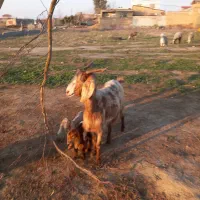 س  دوتا بز دوقلو زا خوشگل هیکلی جقه دار مفت گفتم