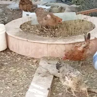 مرغ و خروس