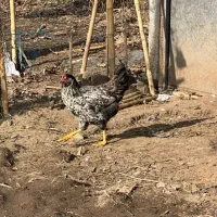 خروس ۶۰۰|حیوانات مزرعه|بندر انزلی, بشمن|دیوار