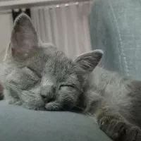 پیشی /اسکاتیش بیریتیش/ ملوس/۶۵روزه