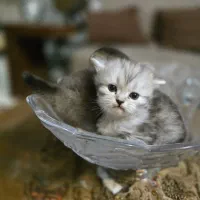 بچه گربه پرشین برتیش