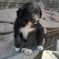 طوله سگ رنگ کفتاری زرد مشکی