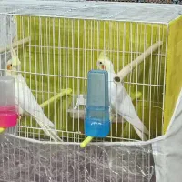 عروس هلندی با  پایه قفس